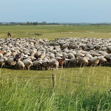 Coeur De Baie * Le Crotoy